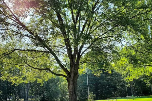 Large tree at Ridge Ranch Campground with the sun shining through the leaves