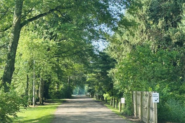 Entry drive at Ridge Ranch Campground with large trees lining each side of the road