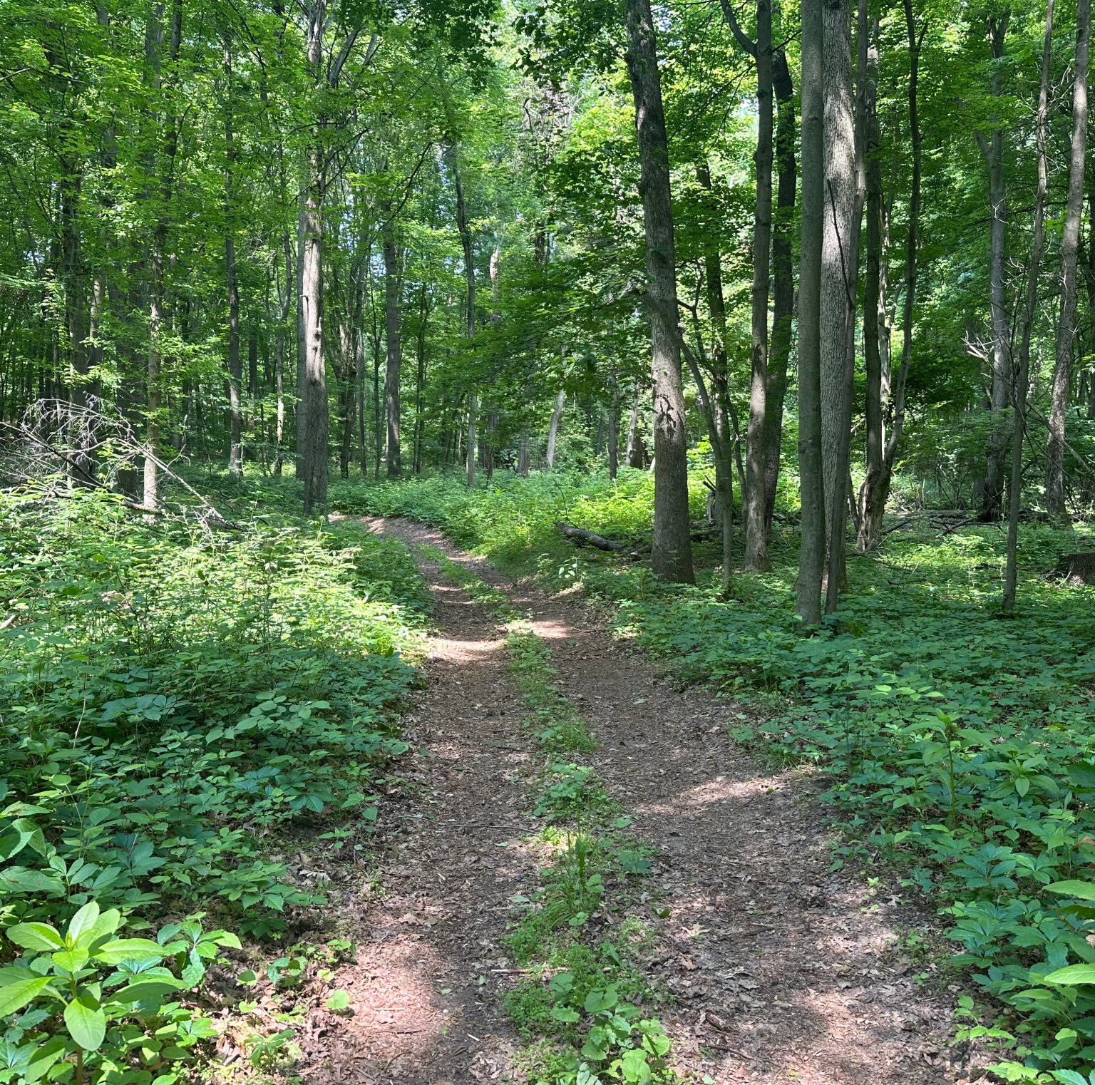 Golf cart trails at The Oaks Campground