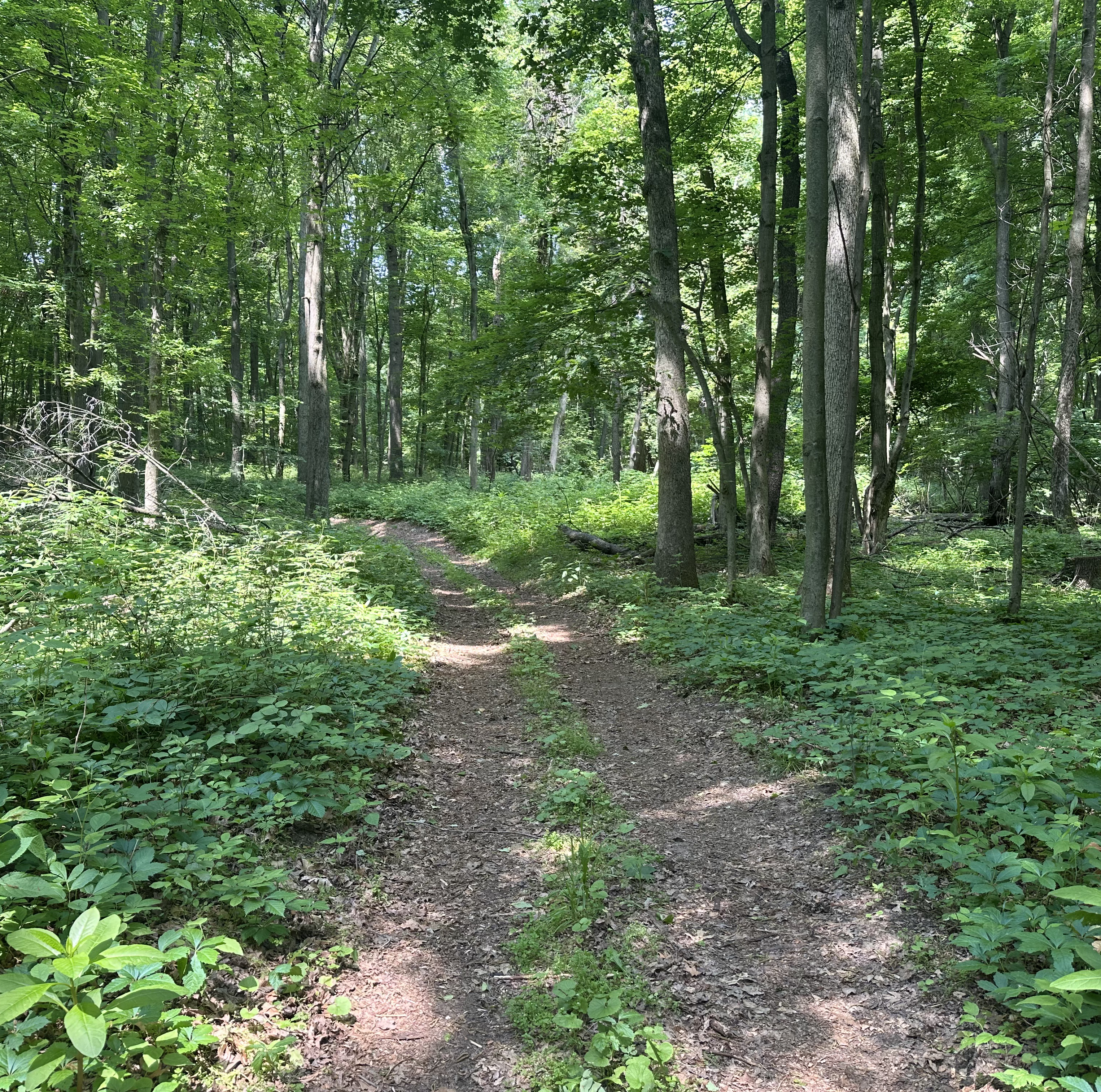 Trail in the forest with small ferns and shrubs at The Oaks Campground