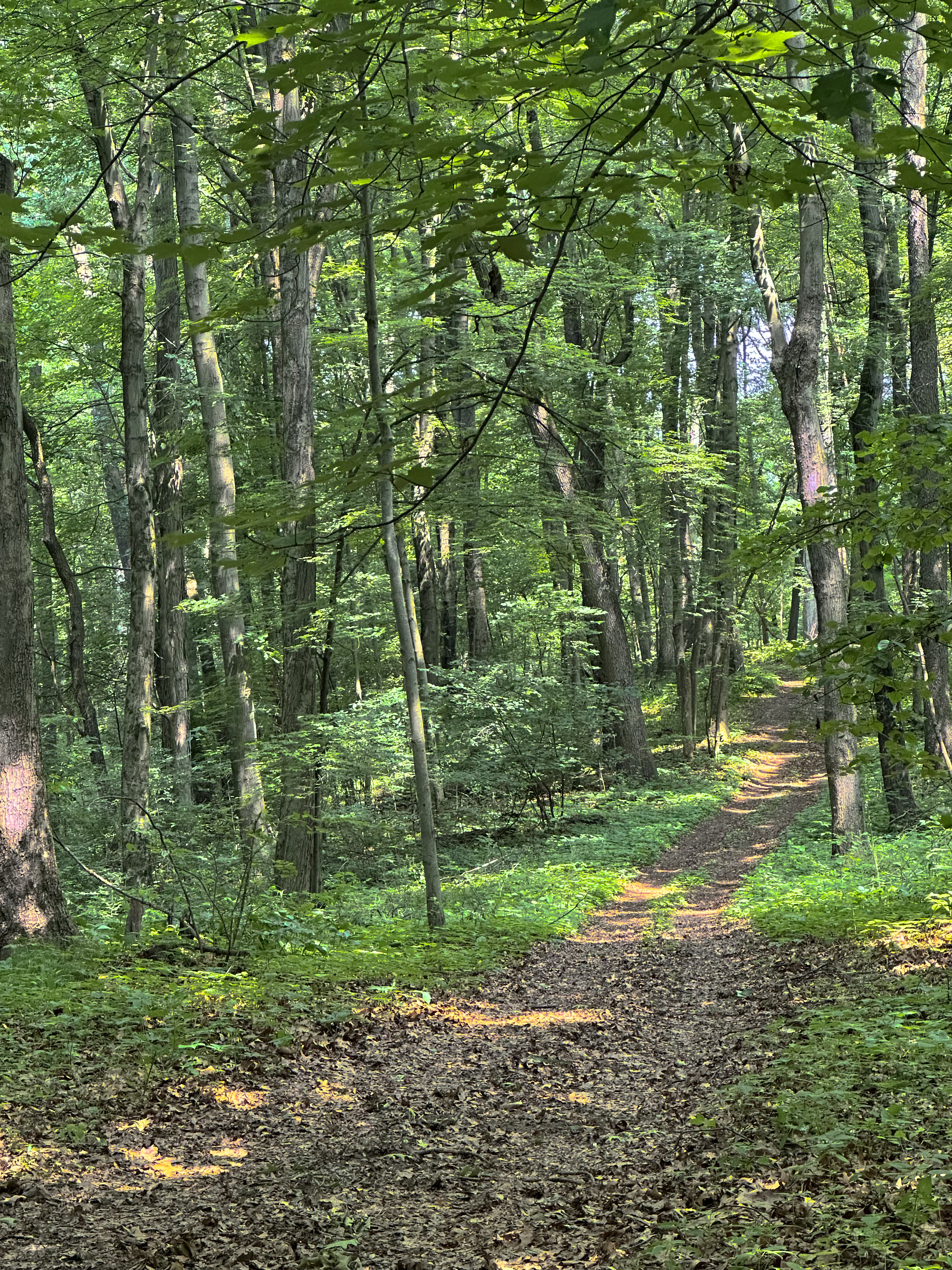 The Oaks Campground Trail zoomed in with large trees surrounding it.